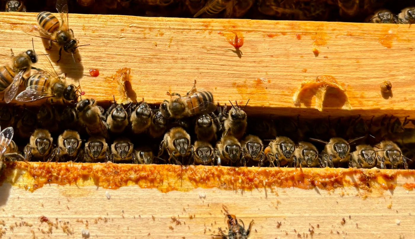 Abeilles alignées.png